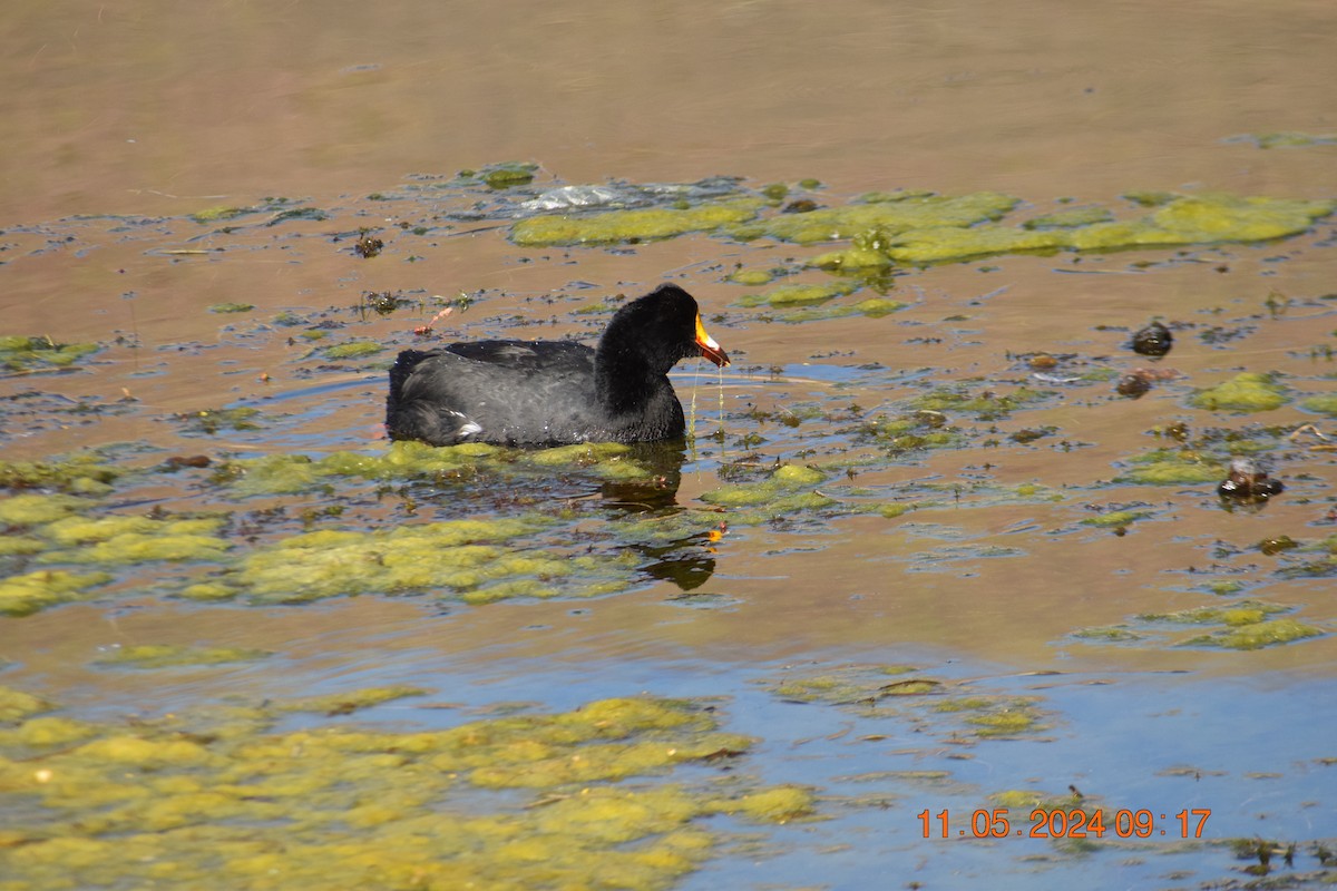 Giant Coot - ML618942212