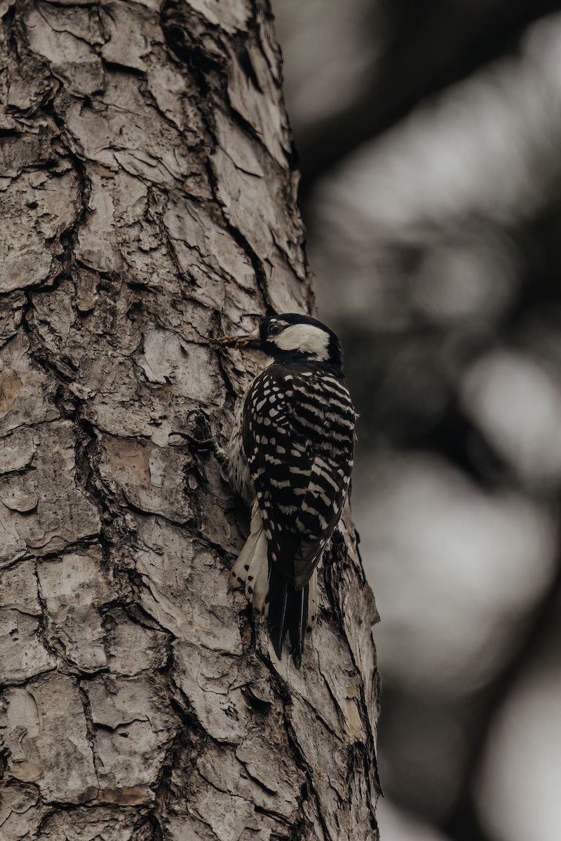 Red-cockaded Woodpecker - Ryan Wallace