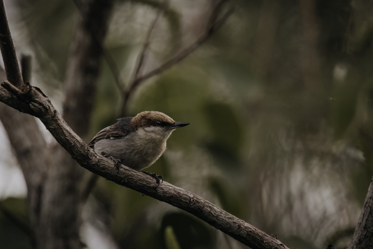 Brown-headed Nuthatch - ML618942327