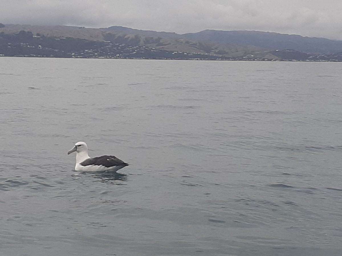 White-capped Albatross - ML618942332