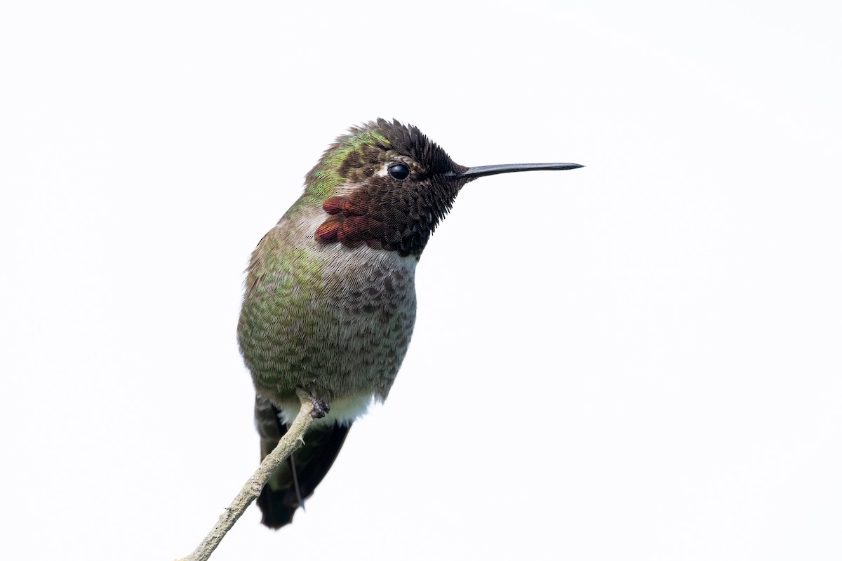 Anna's Hummingbird - Alex Leeder