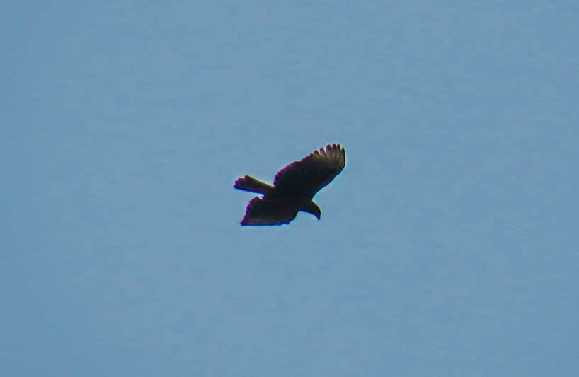 Black-and-chestnut Eagle - ML618942356