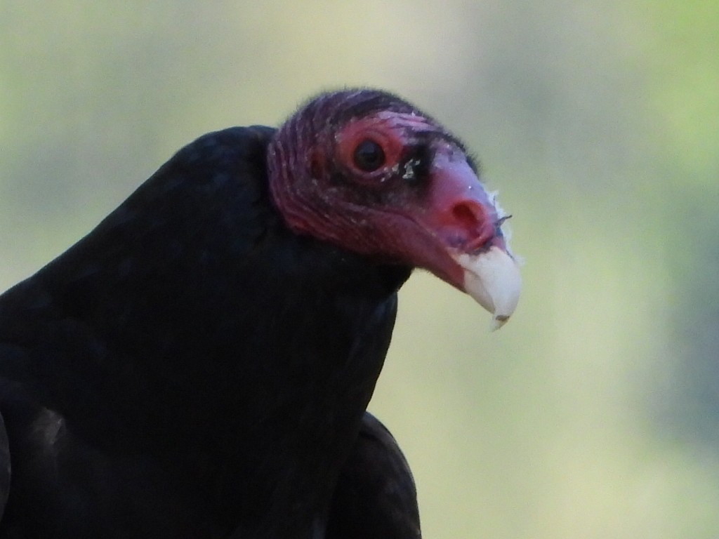 Turkey Vulture - Tammy Bradford