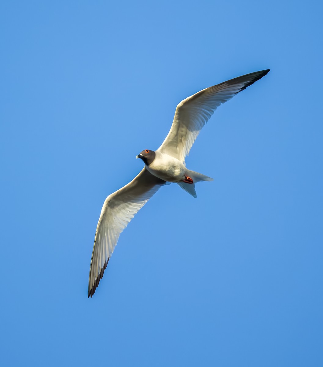 Swallow-tailed Gull - ML618942433