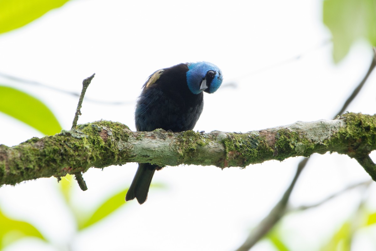 Blue-necked Tanager - Fundación Ecoturística Recetor Vive un Paraíso