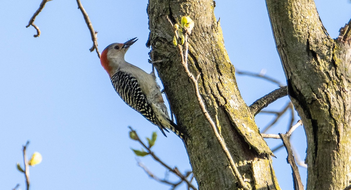 Red-bellied Woodpecker - ML618942444