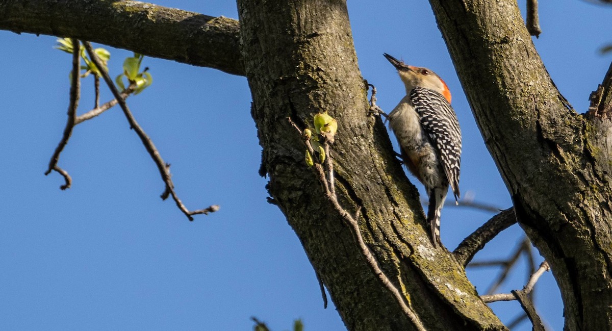 Red-bellied Woodpecker - Matt M.
