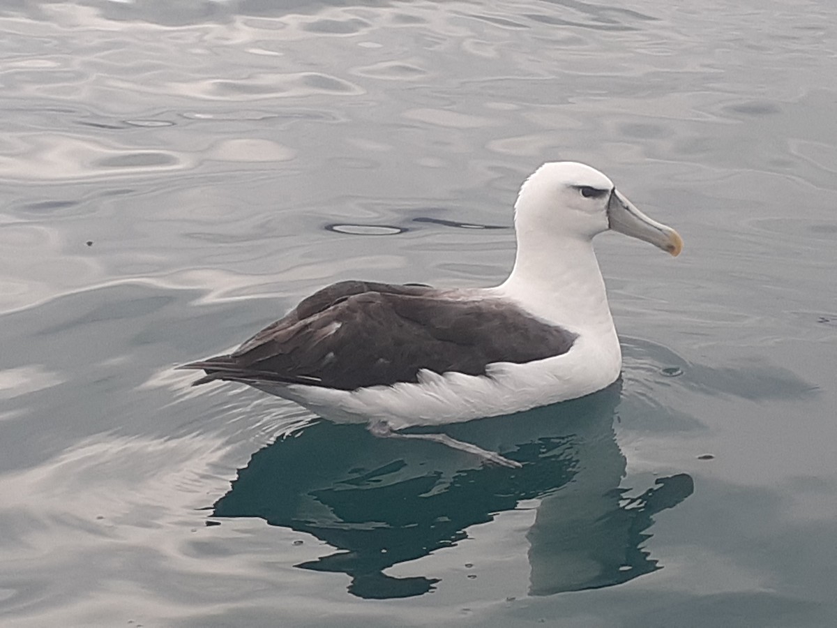 White-capped Albatross - Jan Keast