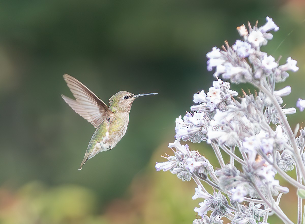 Anna's Hummingbird - Mary-Rose Hoang