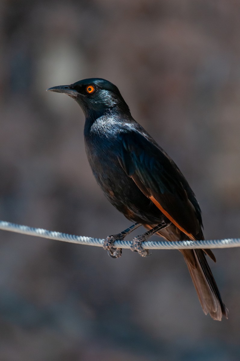 Pale-winged Starling - Dominic More O’Ferrall