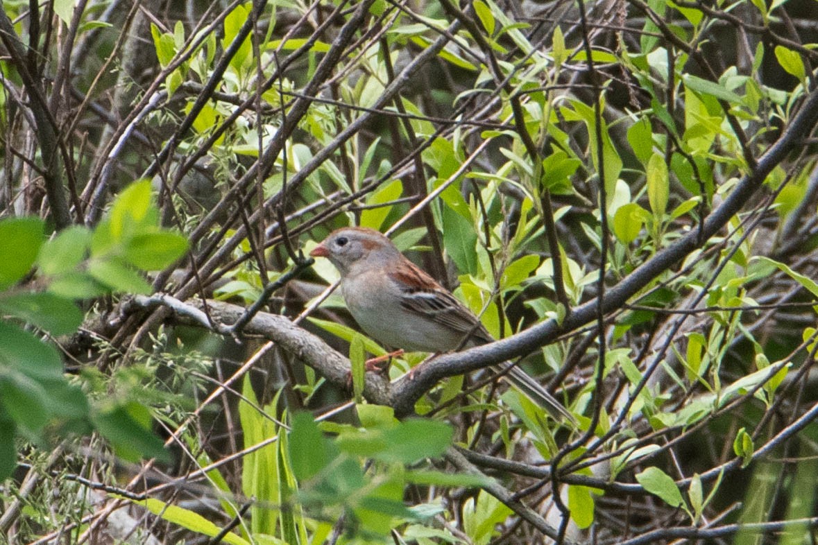 Field Sparrow - ML618942581
