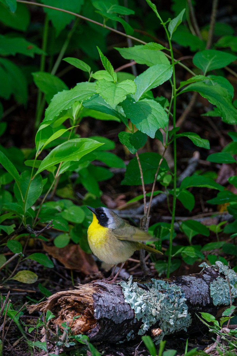 Common Yellowthroat - Khürt Williams