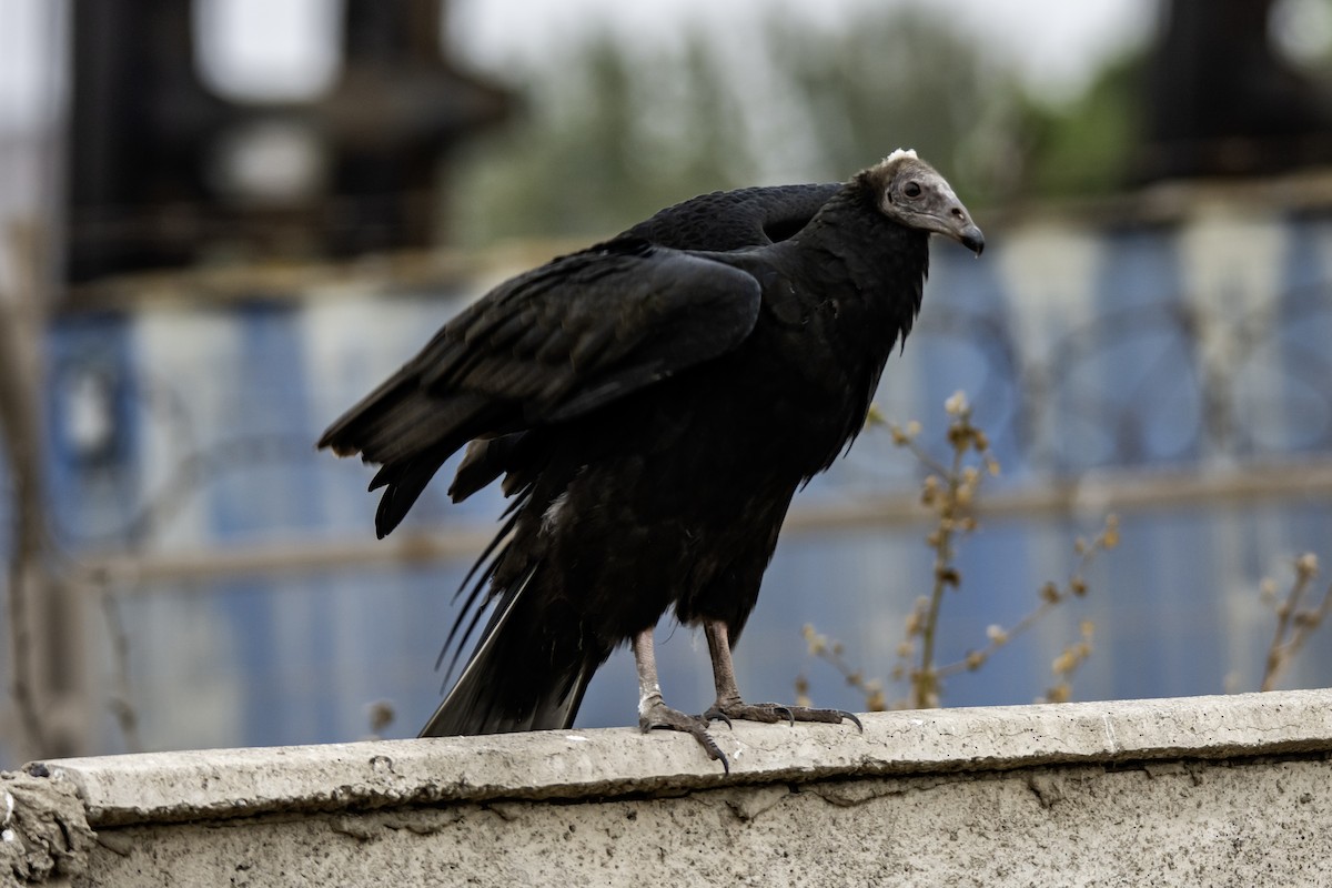 Turkey Vulture - ML618942659
