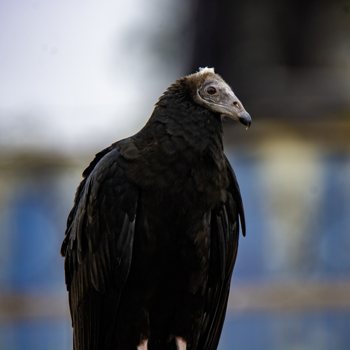 Turkey Vulture - Mario Pereda Espinoza