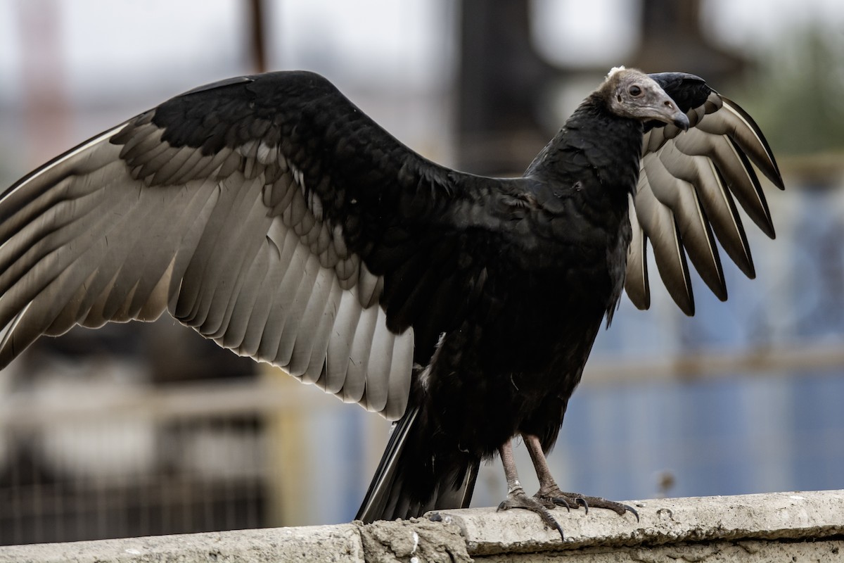 Turkey Vulture - Mario Pereda Espinoza