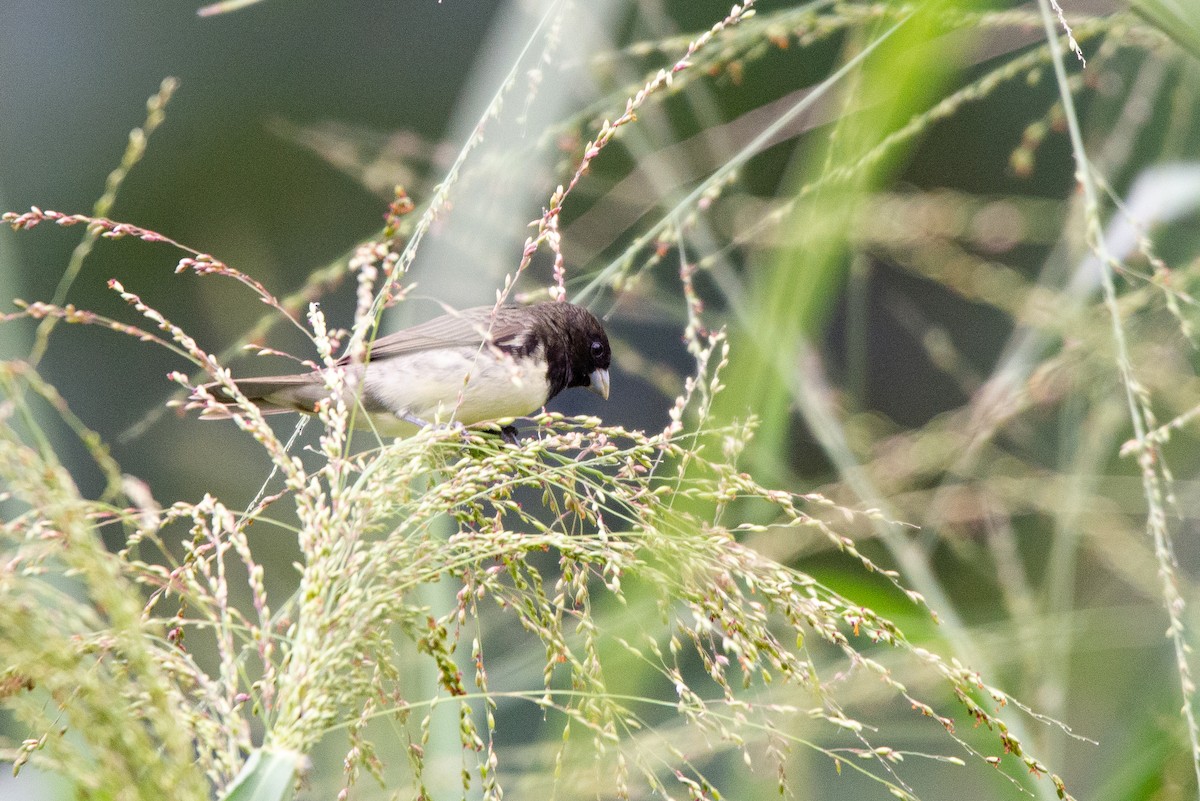 Yellow-bellied Seedeater - ML618942665