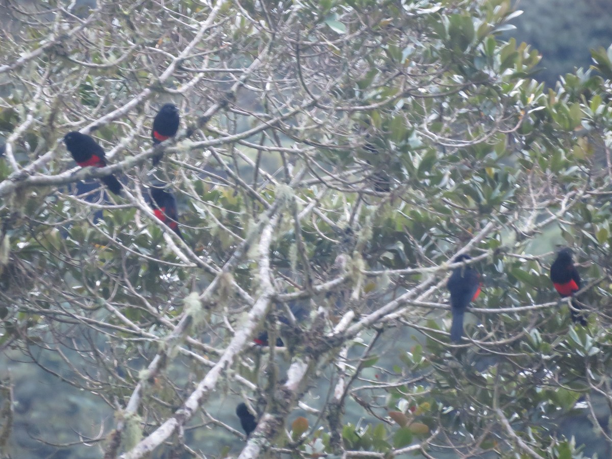 Red-bellied Grackle - ML618942709