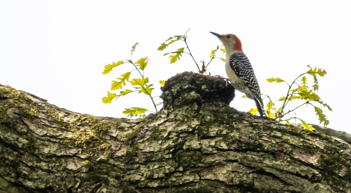 Red-bellied Woodpecker - Matt M.