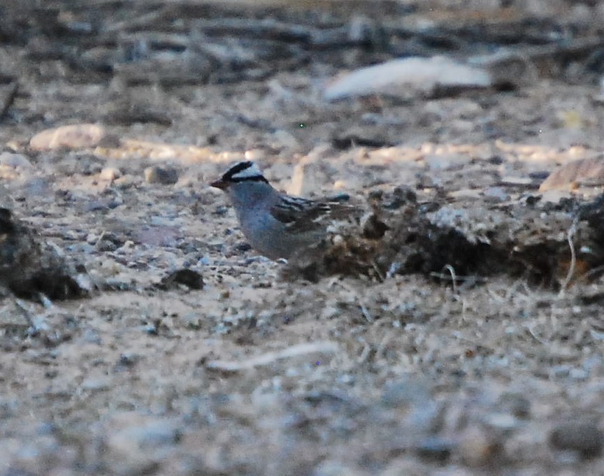 White-crowned Sparrow - ML618942754