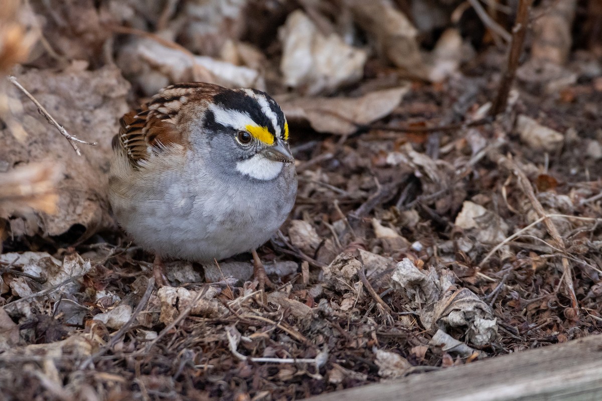 White-throated Sparrow - Rain Saulnier