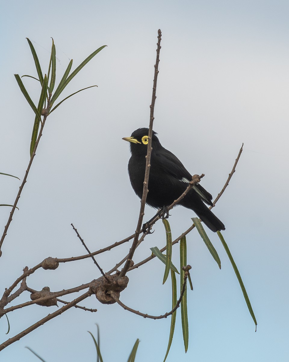 Spectacled Tyrant - ML618942809