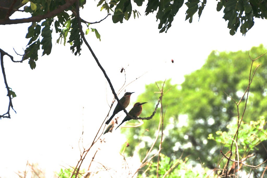 White-fronted Bee-eater - ML618942853