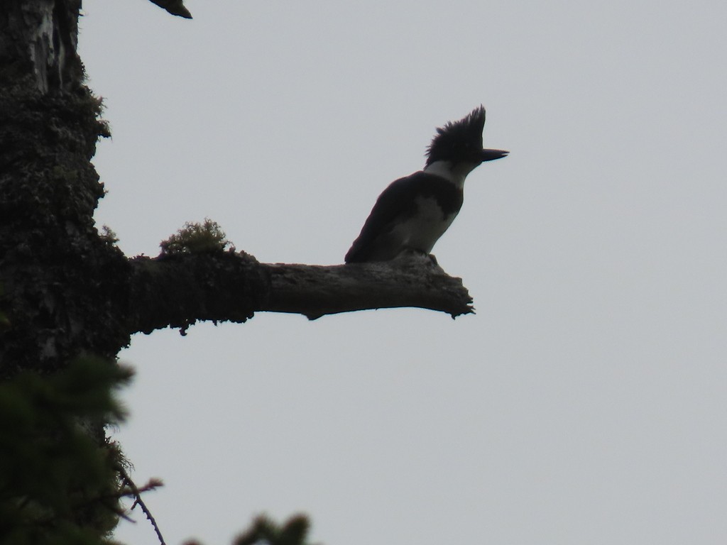 Belted Kingfisher - ML618942858