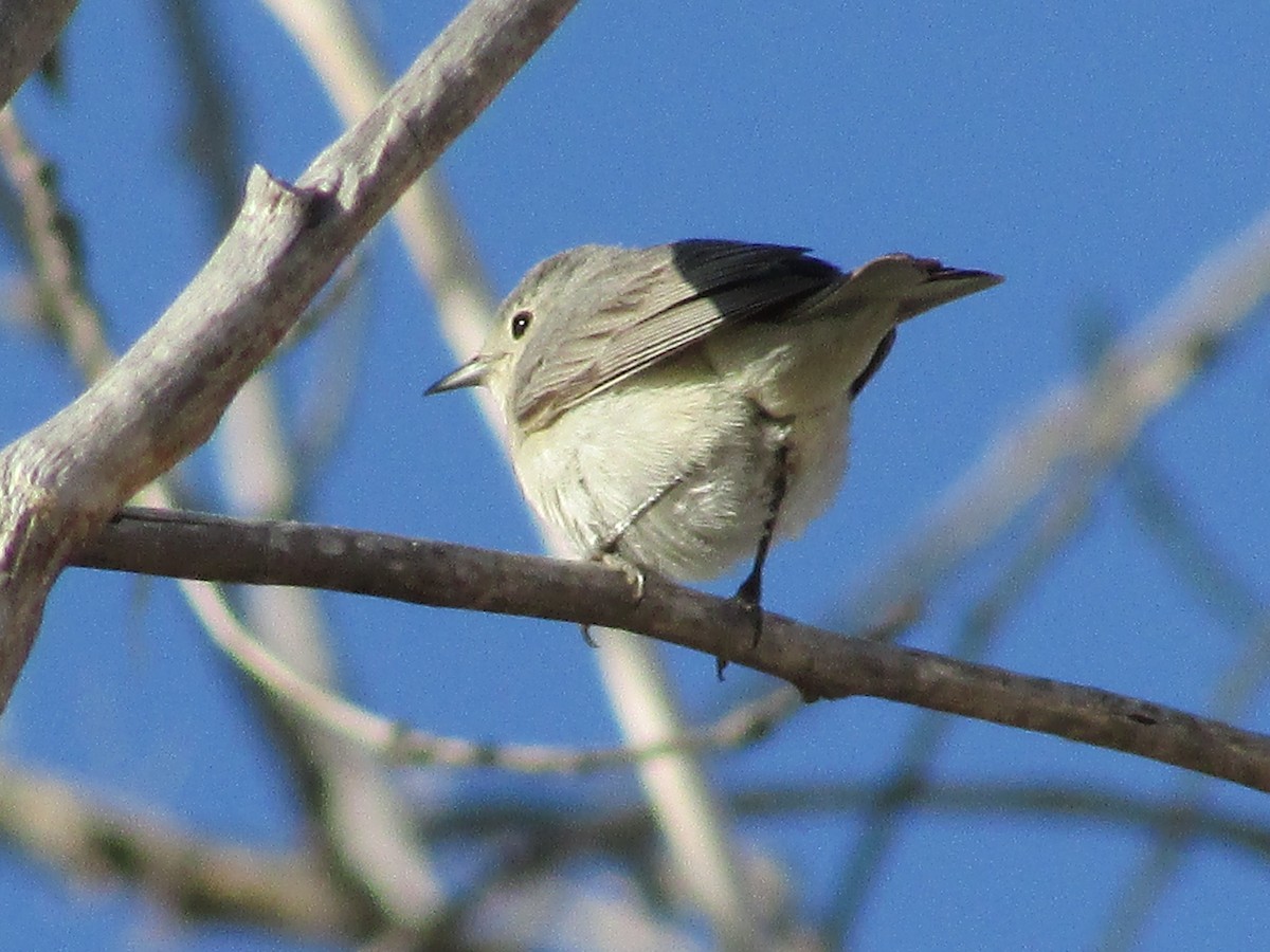 Lucy's Warbler - ML618942891