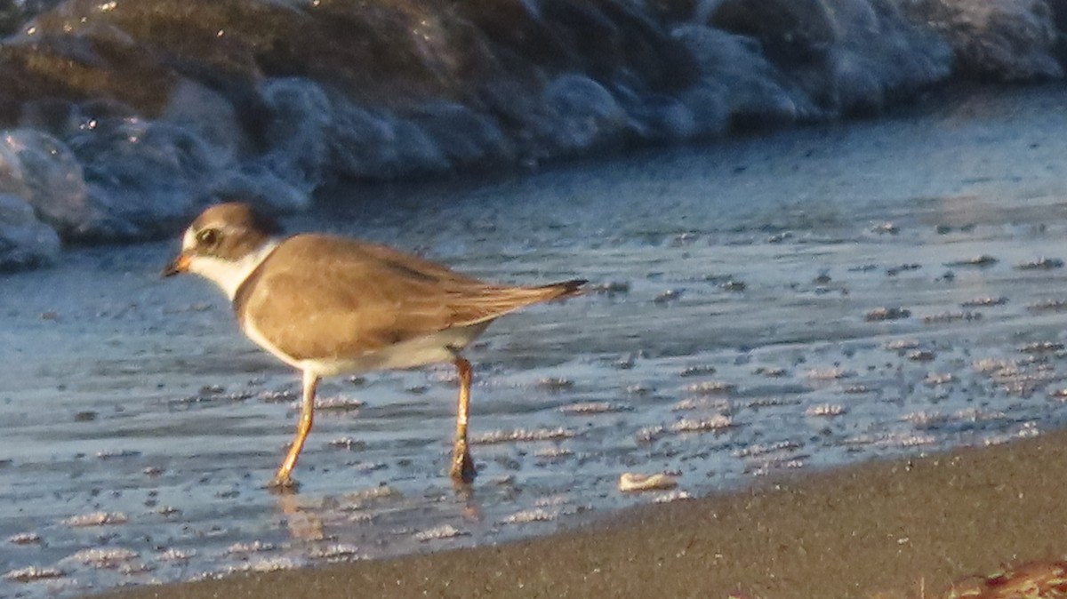 Semipalmated Plover - ML618942949