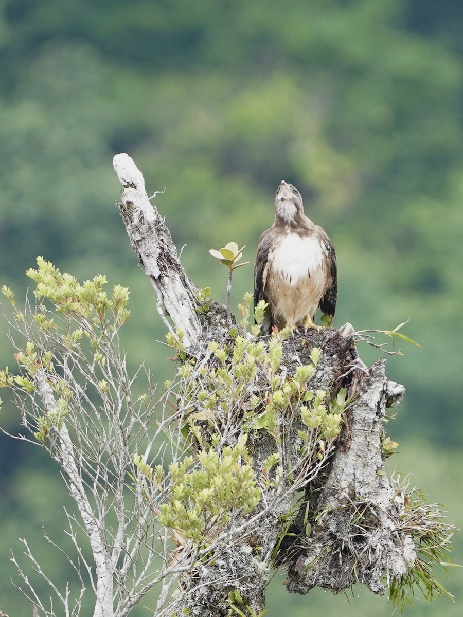 Red-tailed Hawk - ML618942955