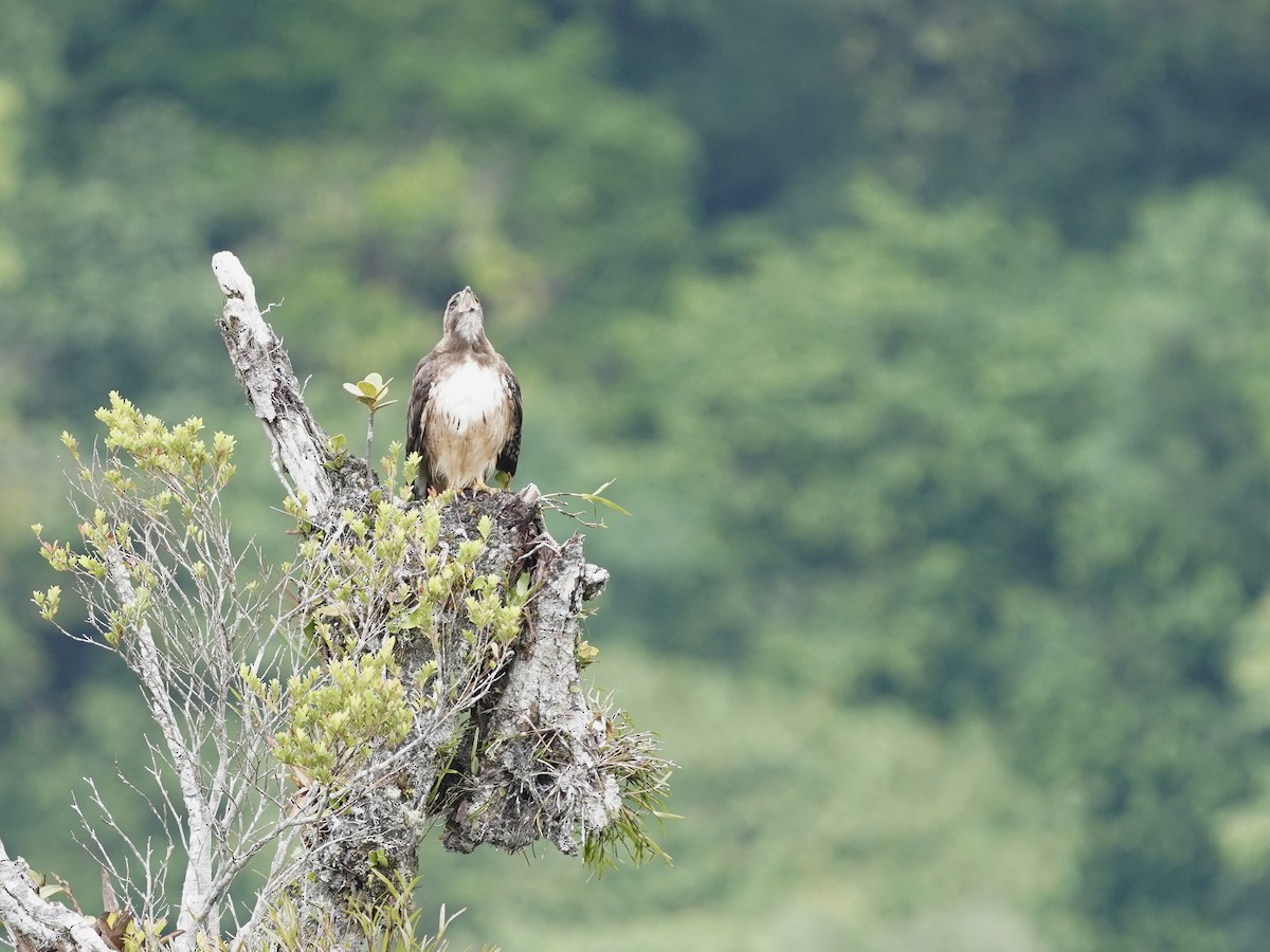 Red-tailed Hawk - ML618942956