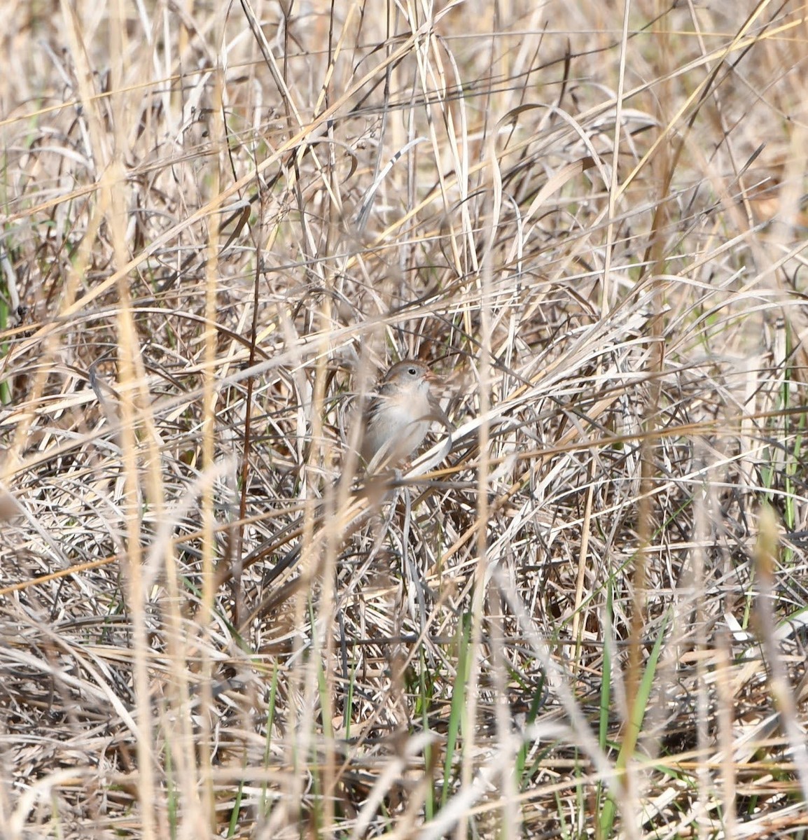 Field Sparrow - ML618942970