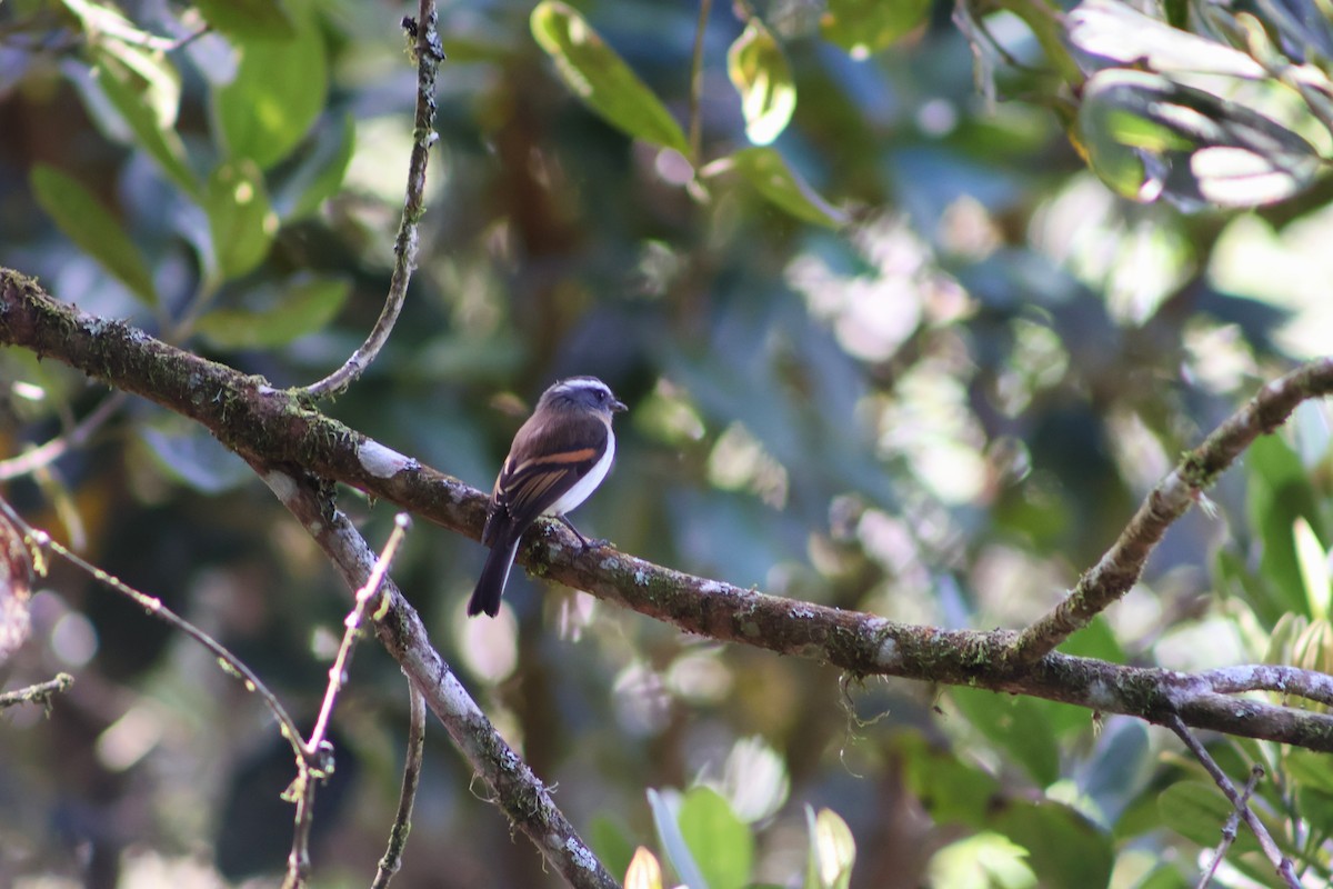 Rufous-breasted Chat-Tyrant - ML618942988