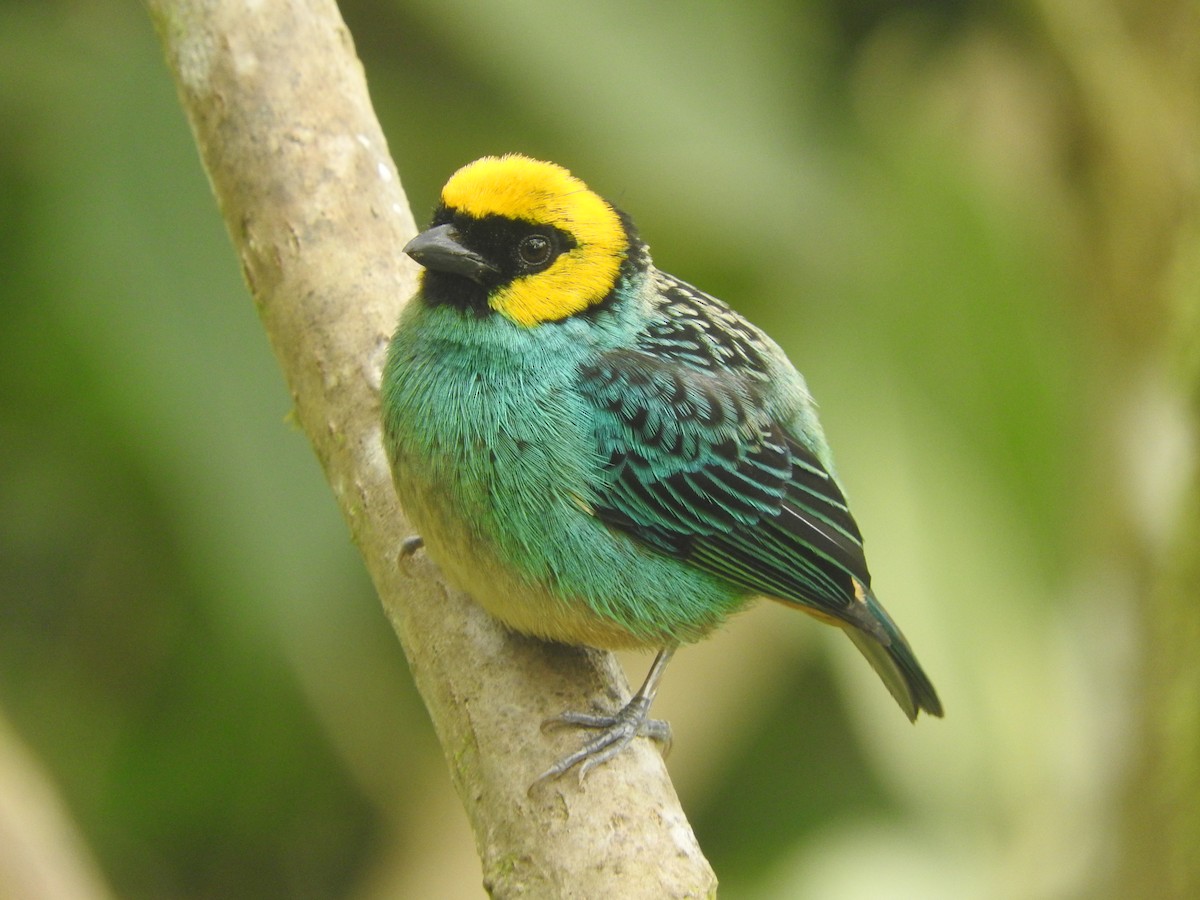 Saffron-crowned Tanager - ML618942997