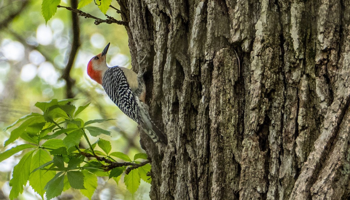 Red-bellied Woodpecker - ML618943002