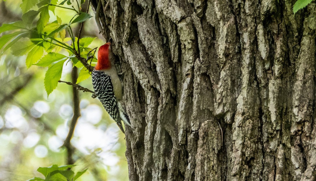 Red-bellied Woodpecker - ML618943003