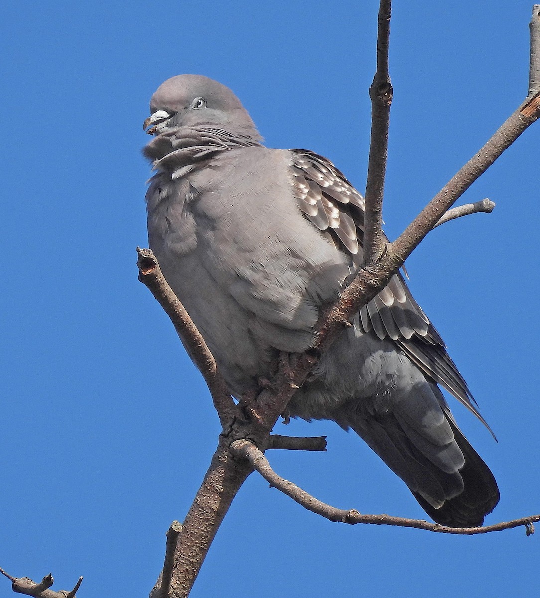 Spot-winged Pigeon - ML618943010