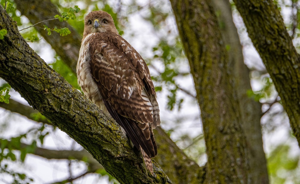 Red-tailed Hawk - ML618943042