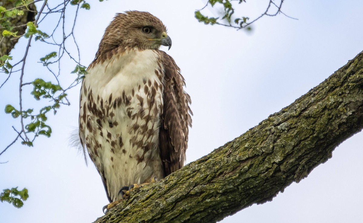 Red-tailed Hawk - ML618943043