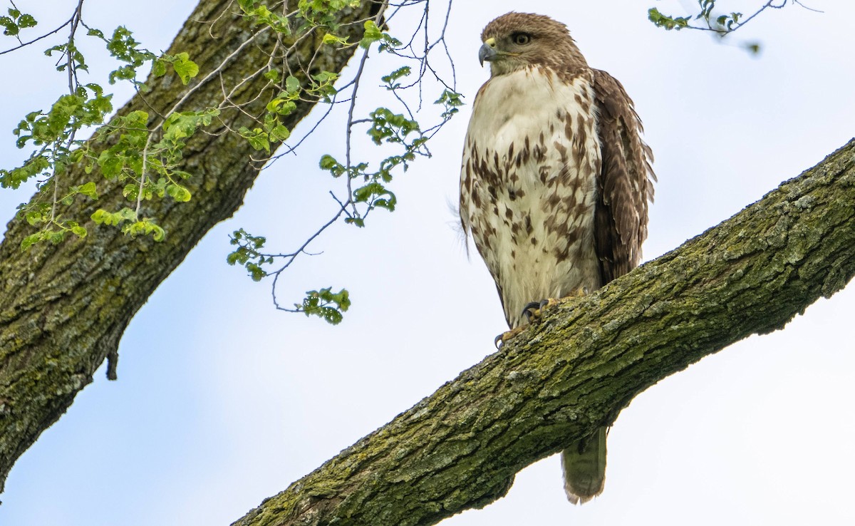 Red-tailed Hawk - ML618943044