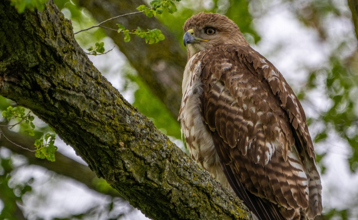 Red-tailed Hawk - ML618943045