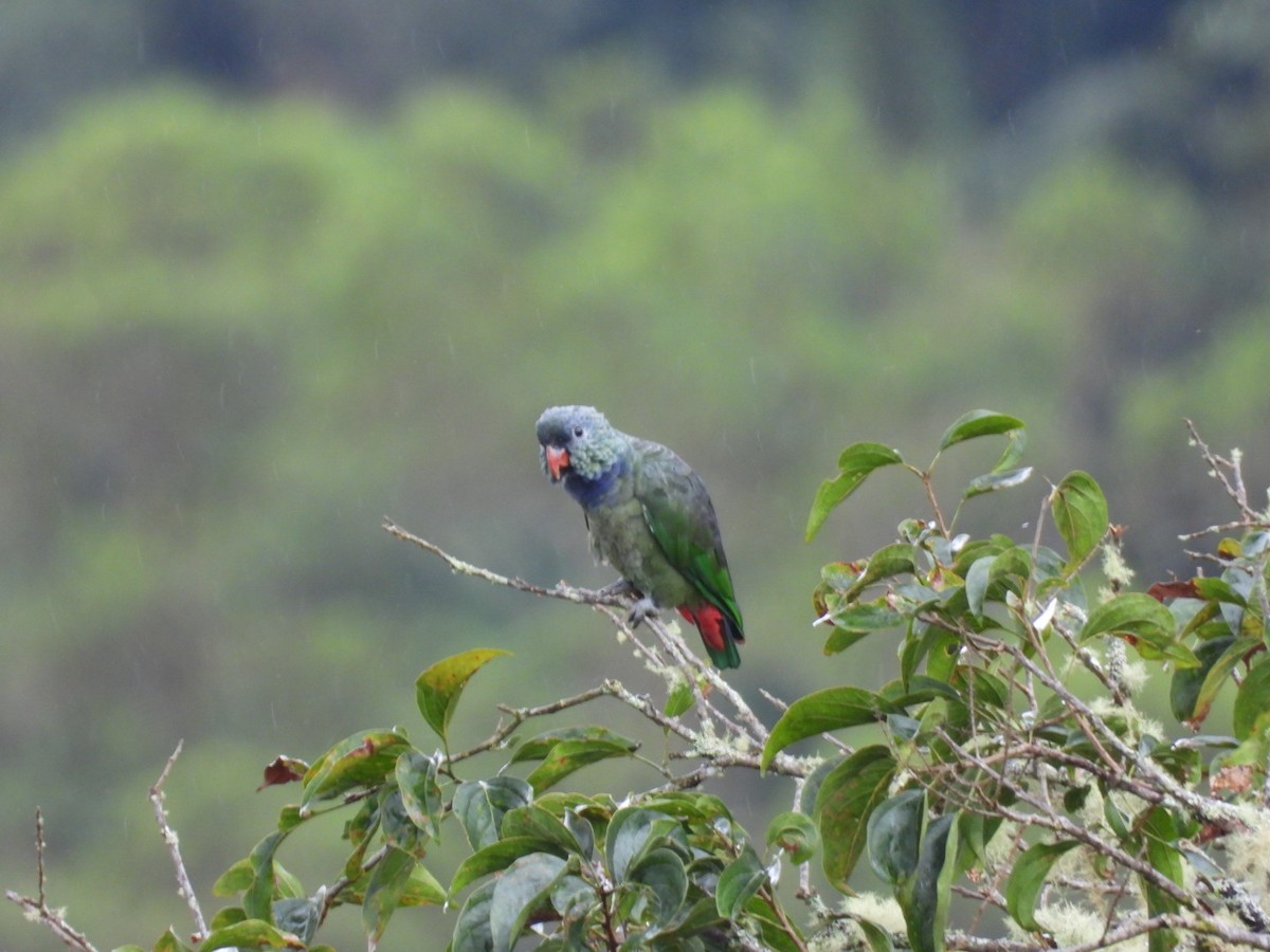 Red-billed Parrot - ML618943058