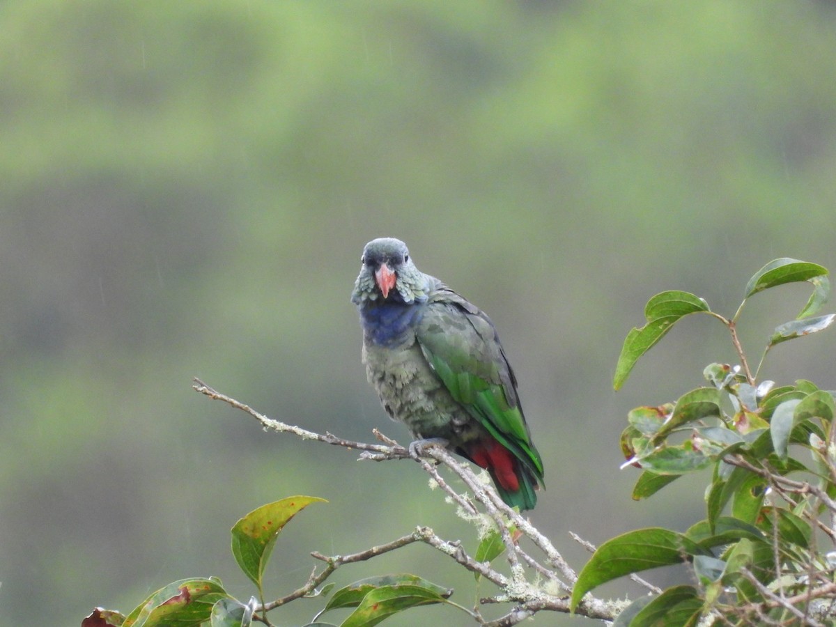 Папуга-червоногуз зеленоголовий - ML618943059