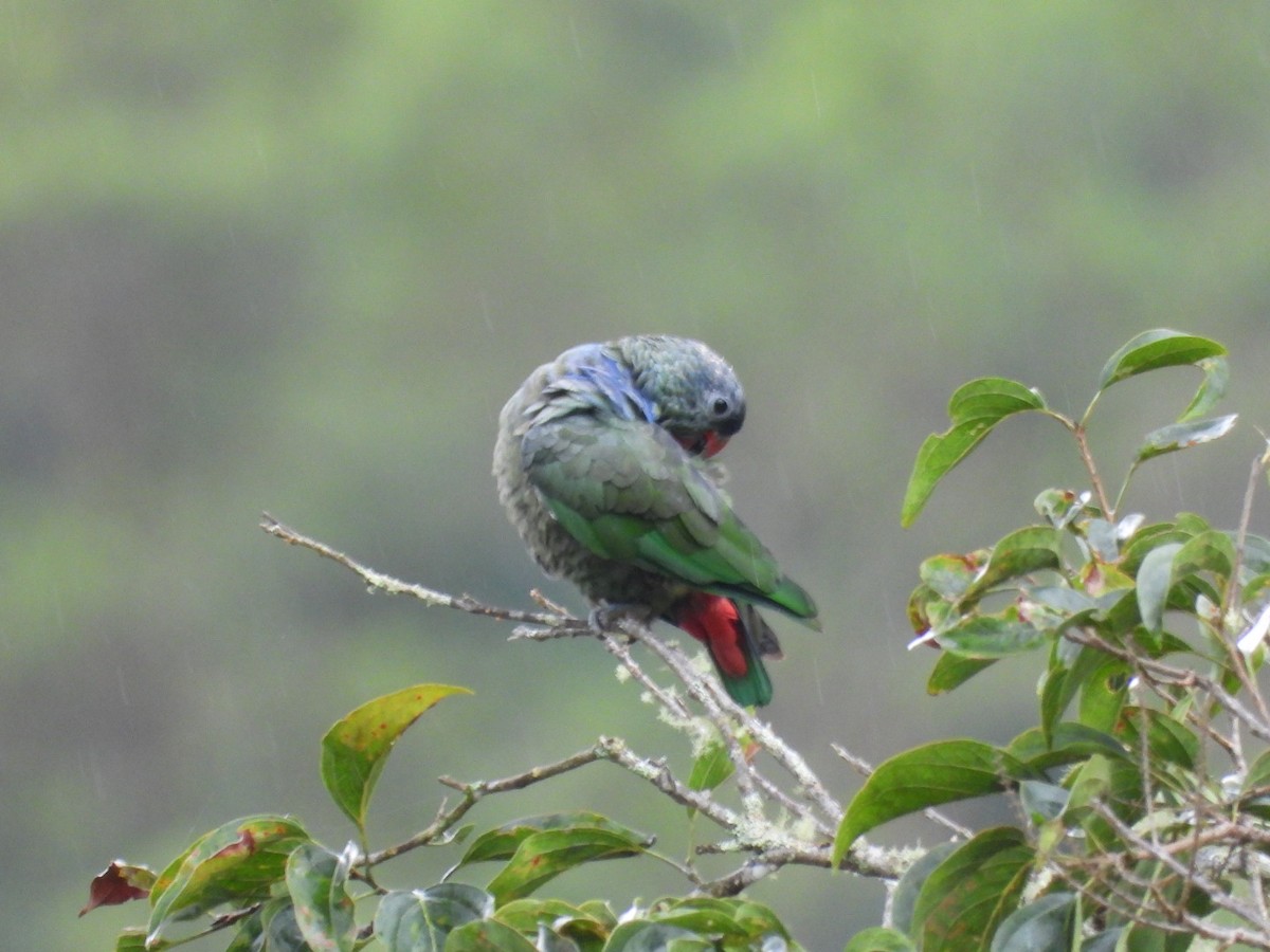Папуга-червоногуз зеленоголовий - ML618943061