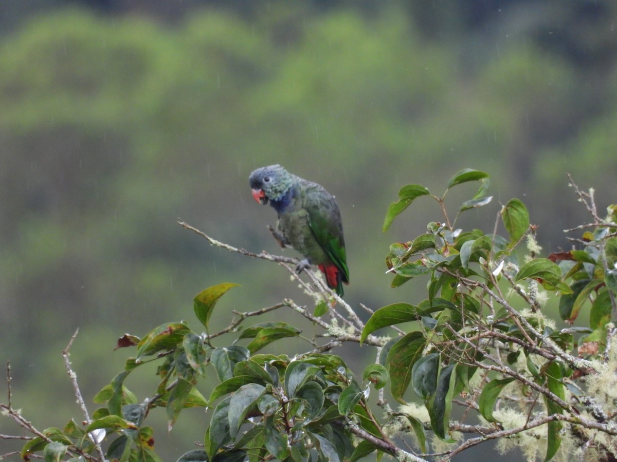 Папуга-червоногуз зеленоголовий - ML618943062