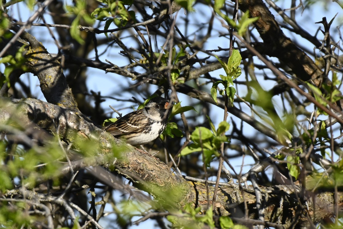 Harris's Sparrow - ML618943075