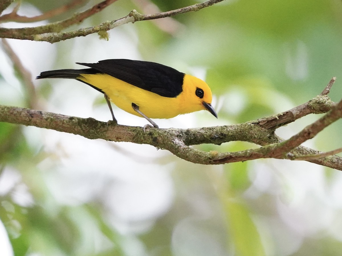 Black-and-yellow Tanager - ML618943086