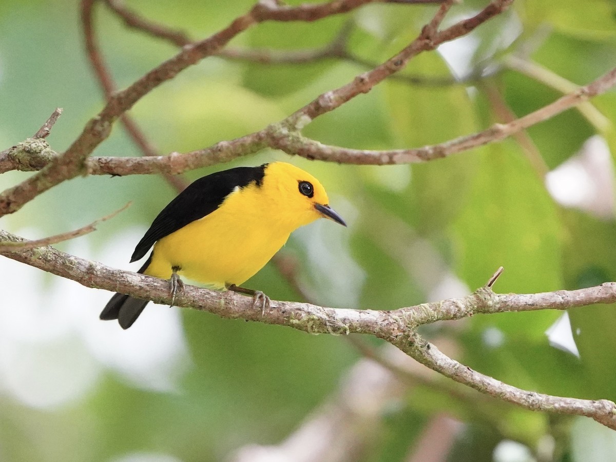 Black-and-yellow Tanager - Carlos Ulate