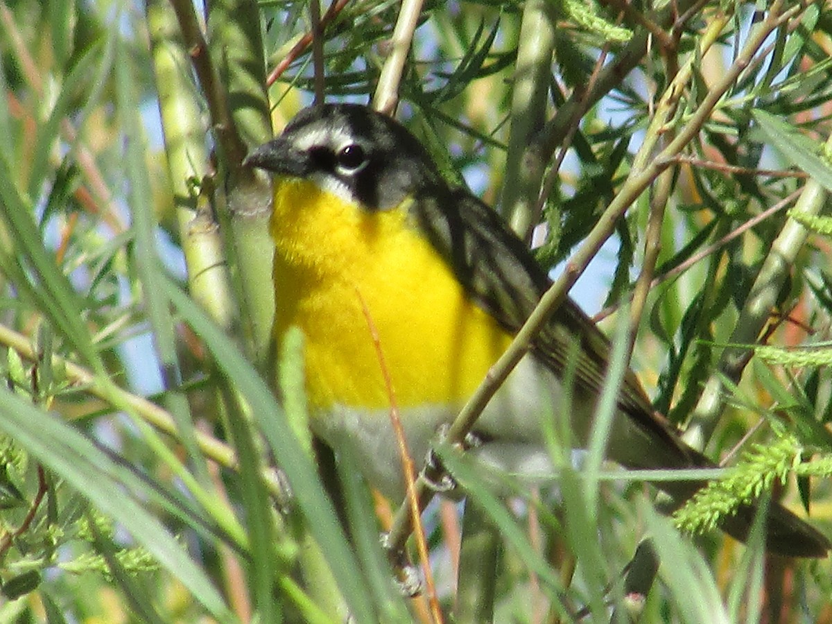 Yellow-breasted Chat - ML618943090