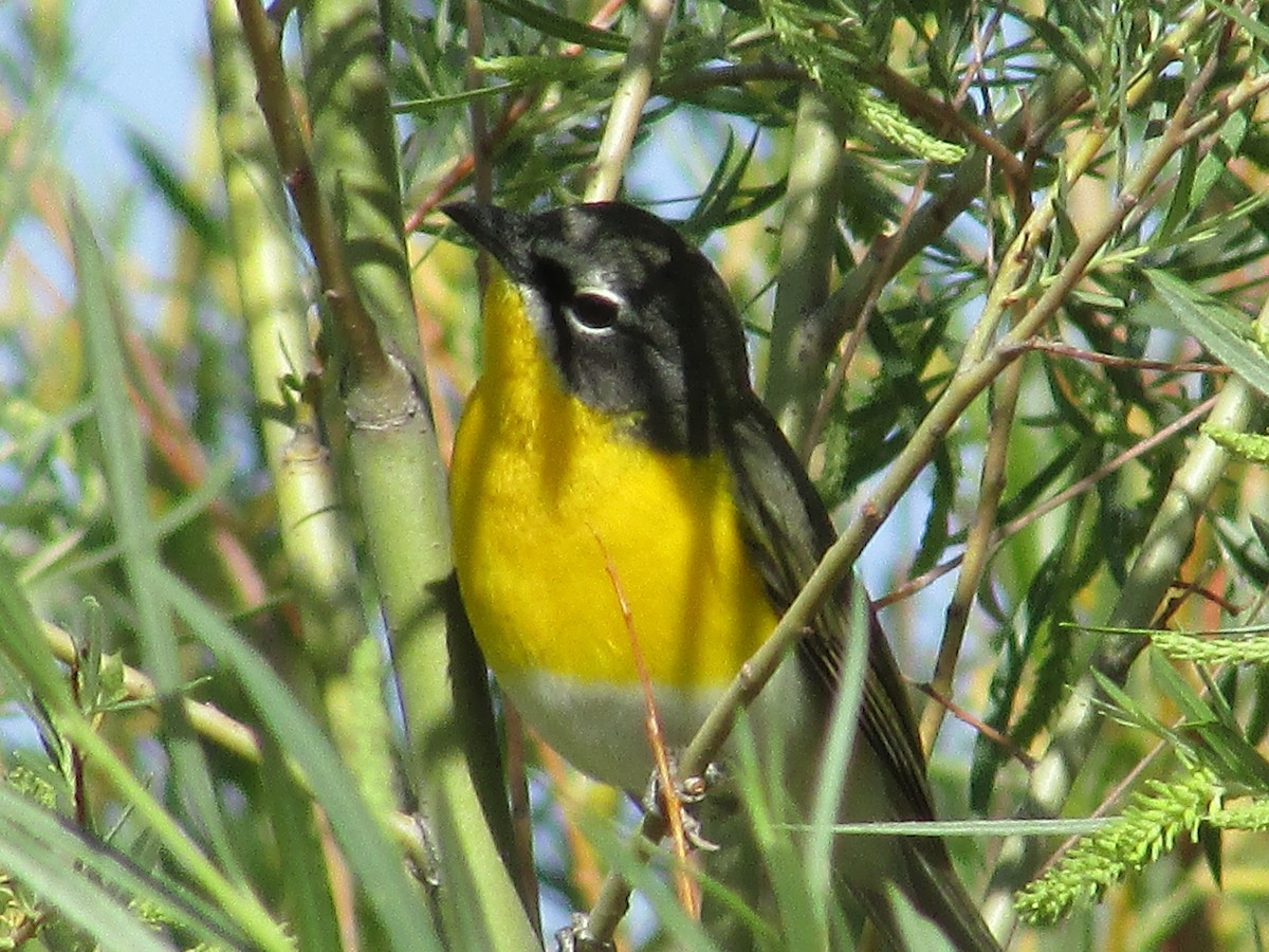 Yellow-breasted Chat - ML618943091